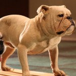 Bungie the bulldog at the ROM