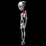A 3D video made from a CT scan reveals how a baby mummy died