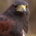 Behind the Scenes on the Falconry Shoot