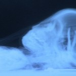 “Museum Secrets Revealed” Premiere Broadcast in the USA