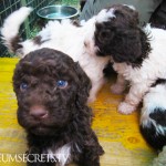 Canine Obsession: Cute Tuscan truffle hunting puppies