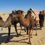 Survival 101: Living in Tunisia’s Sahara Desert with Camels